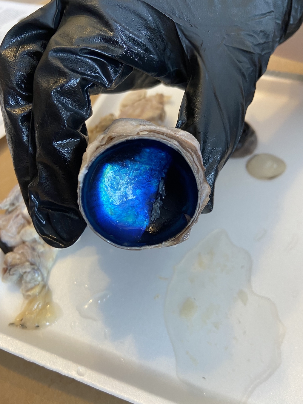 Cow Eye from lab dissection kit 